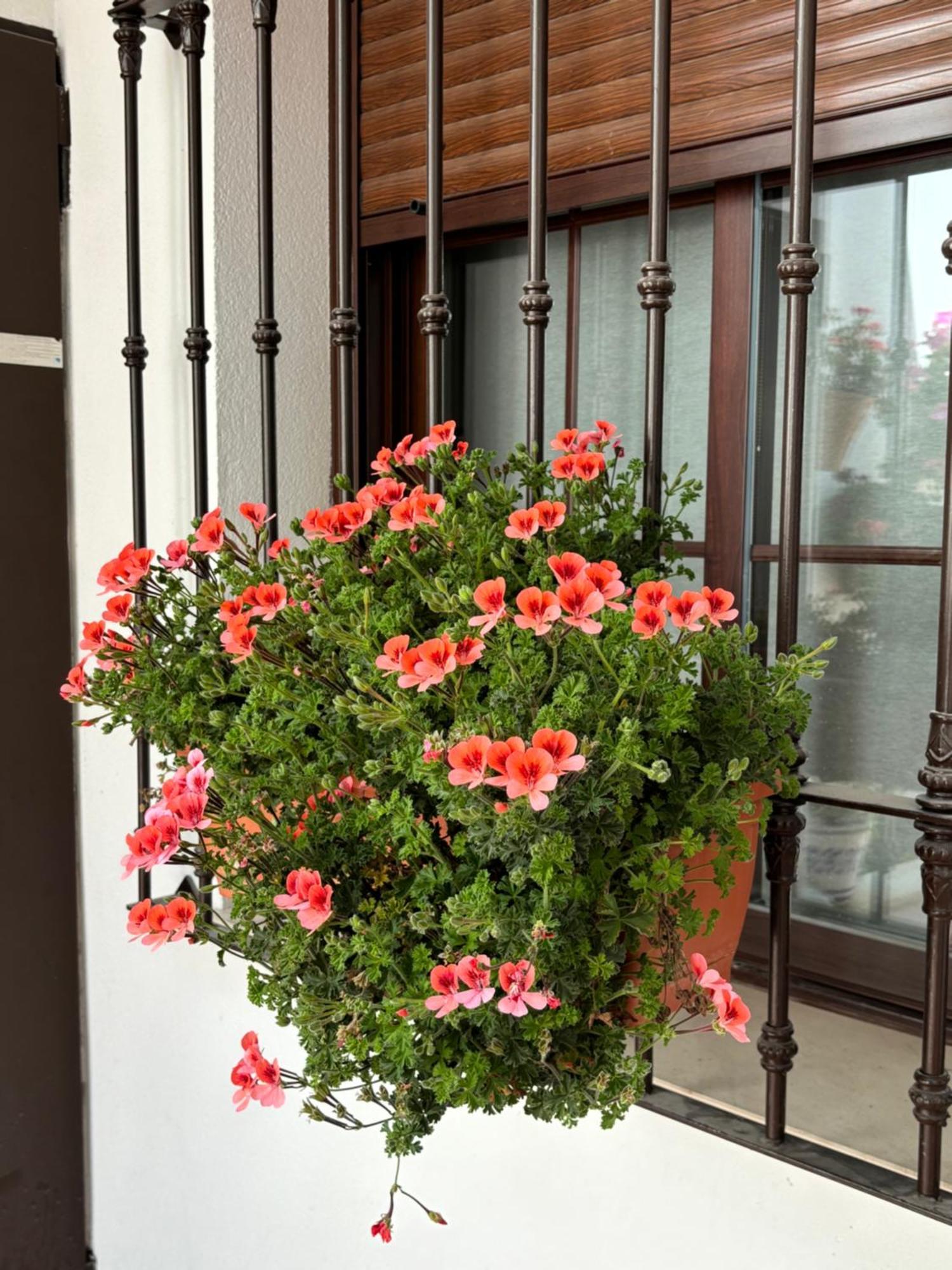 Apartament Flores De Mayo En Centro